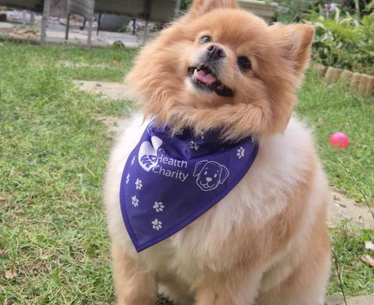 Luna Wearing Cnwl Charity Bandana