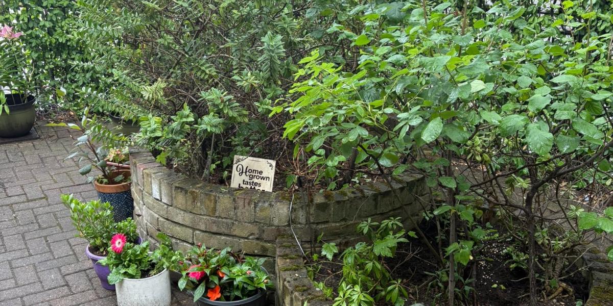 Plants In Harrow Camhs Garden