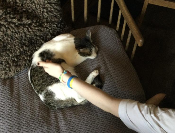 Yung person stroking a cat sleeping