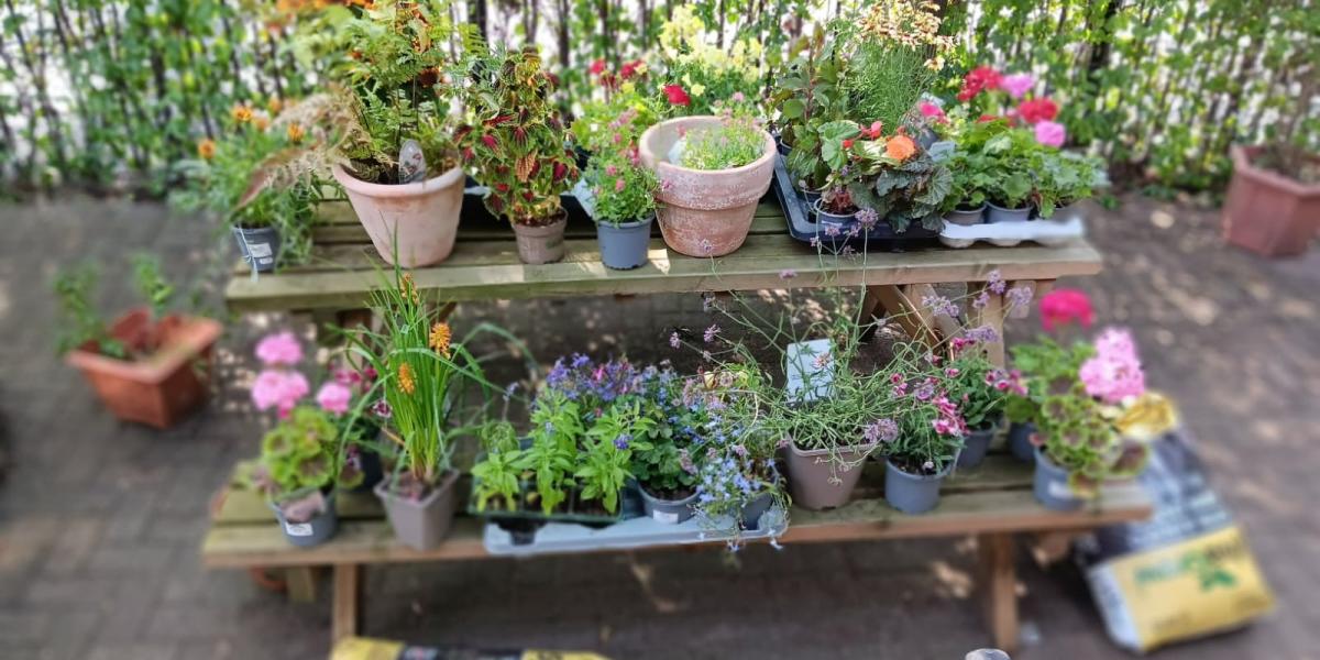 Harrow Camhs Garden Project 2026 1