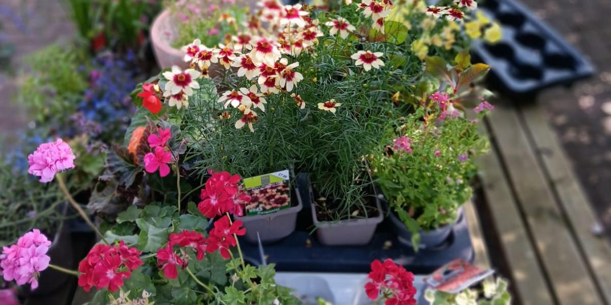 Plants on a bench at CNWL's Harrow CAMHS